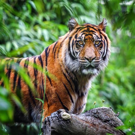 192.700+ Tigre Fotografías de stock, fotos e imágenes libres de ...